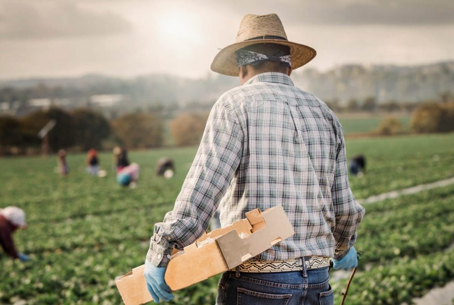 migrants working in a field, representing the types of people who are often victims of forced labor in the United States